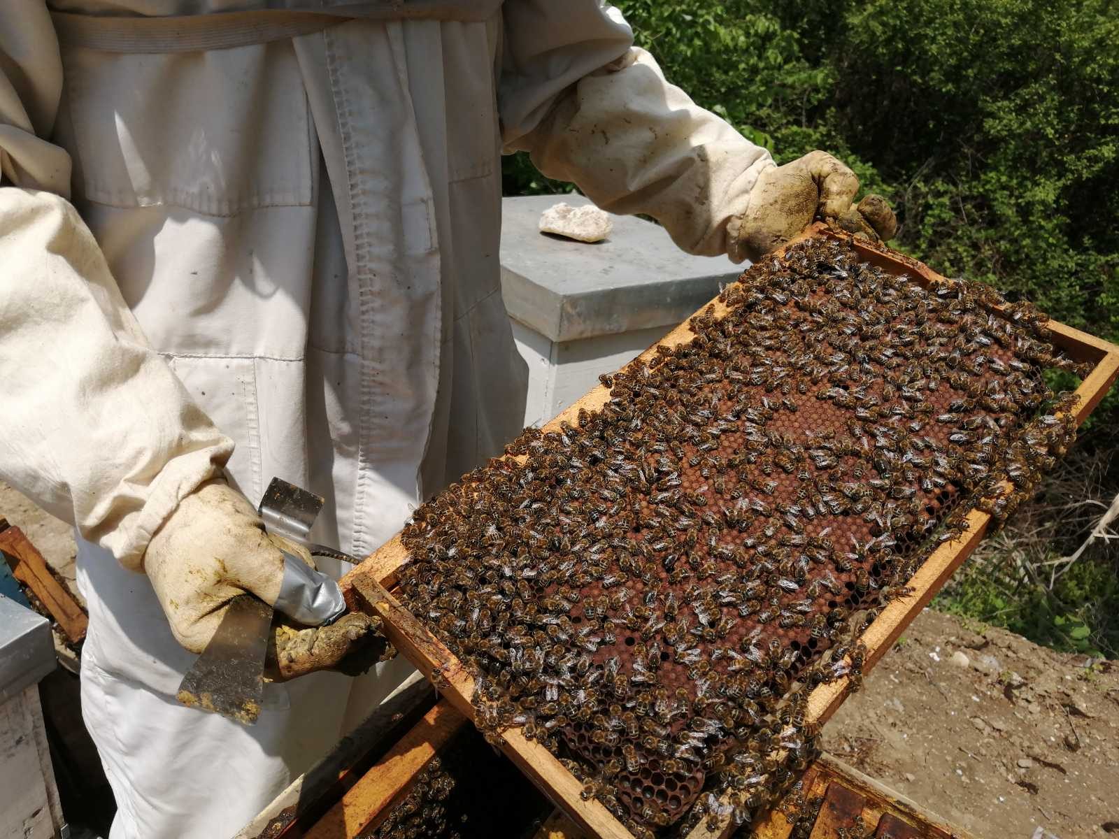 пчелни прозводи, производи, пчеларство милкови