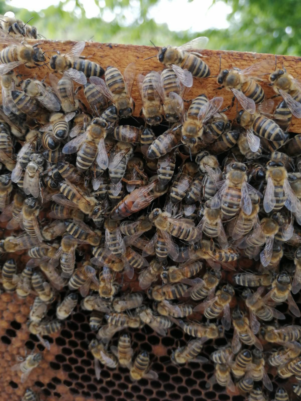 пчелни прозводи, производи, пчеларство милкови